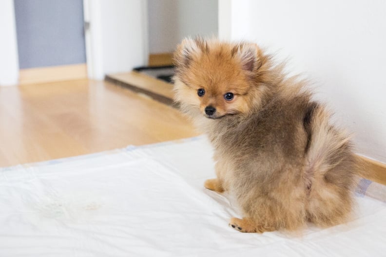 Pomeranian puppy toilet training hotsell